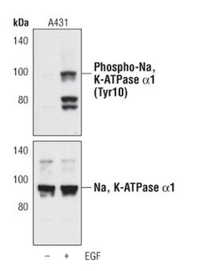 Phospho-ATP1A1 (Tyr10) Antibody in Western Blot (WB)