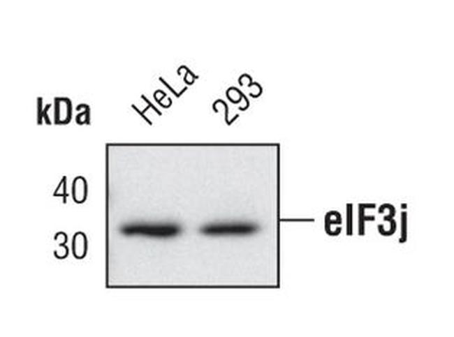 eIF3j Antibody in Western Blot (WB)