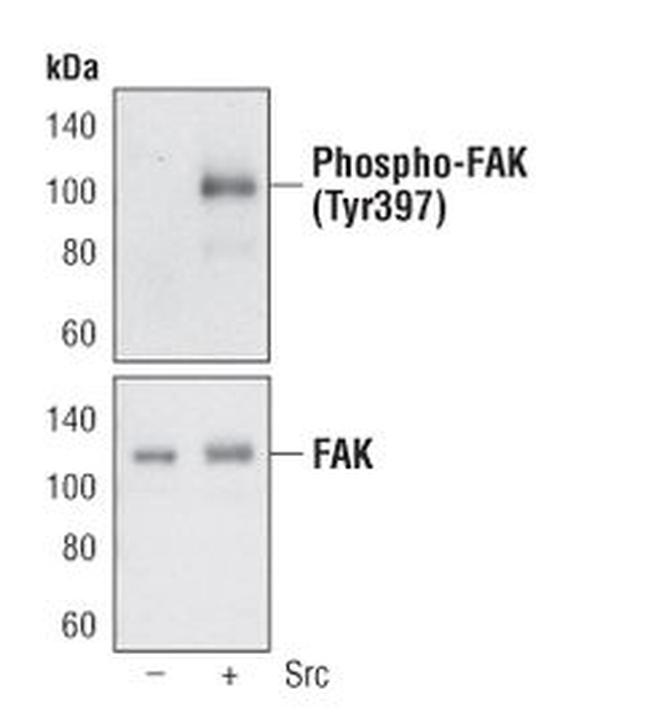 Phospho-FAK (Tyr397) Antibody in Western Blot (WB)