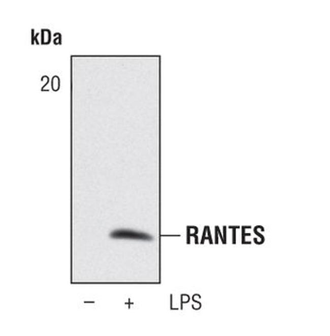 CCL5 (RANTES) Antibody in Western Blot (WB)