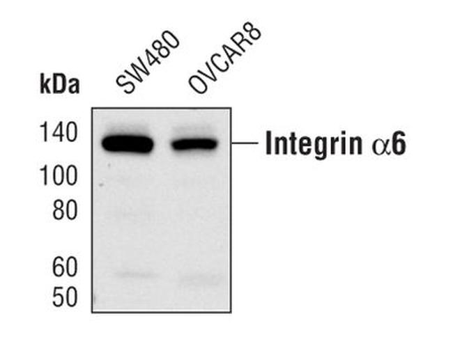 CD49f Antibody in Western Blot (WB)