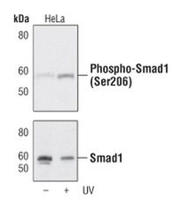 Phospho-SMAD1 (Ser206) Antibody in Western Blot (WB)