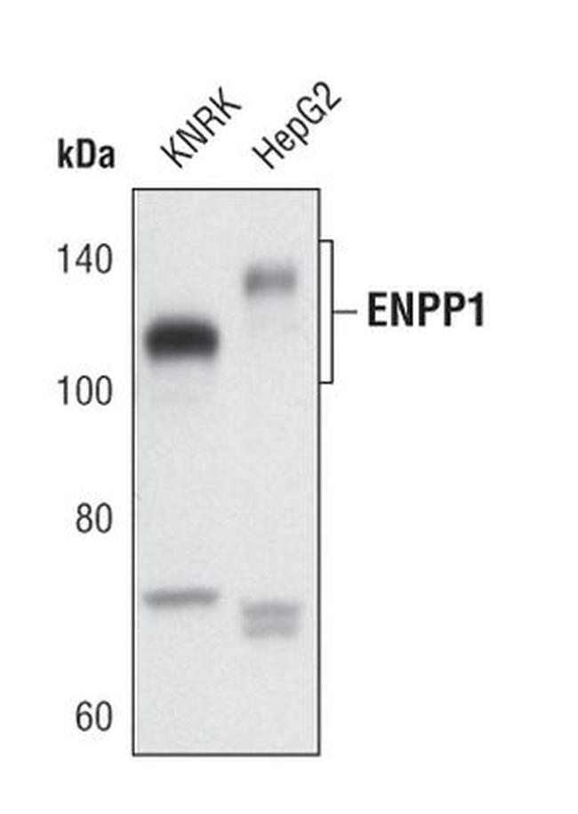 ENPP1 Antibody in Western Blot (WB)