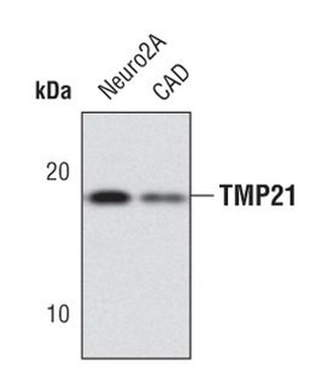 TMP21 Antibody in Western Blot (WB)