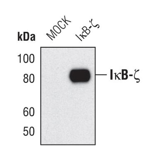 IkB zeta Antibody in Western Blot (WB)