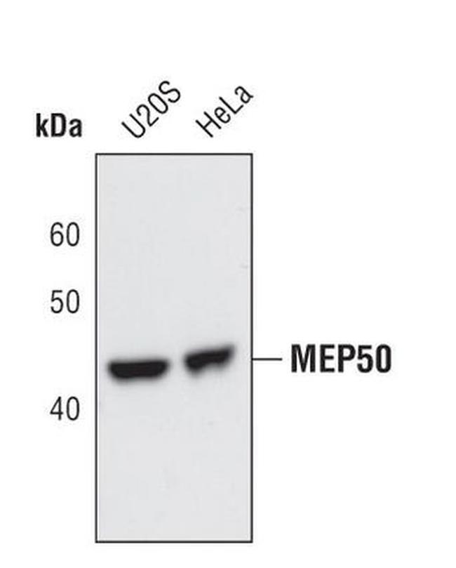 WDR77 Antibody in Western Blot (WB)