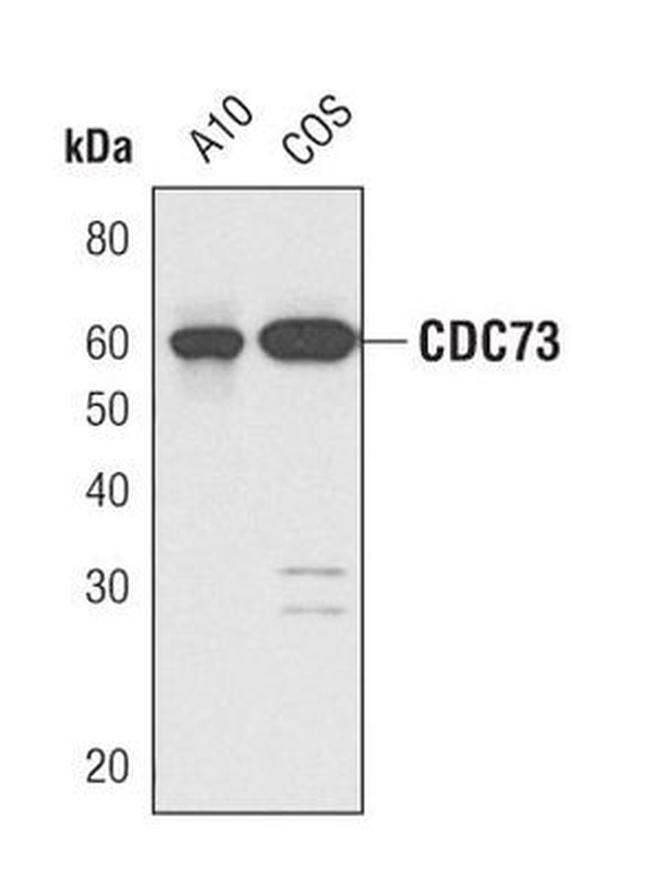 Cdc73 Antibody in Western Blot (WB)