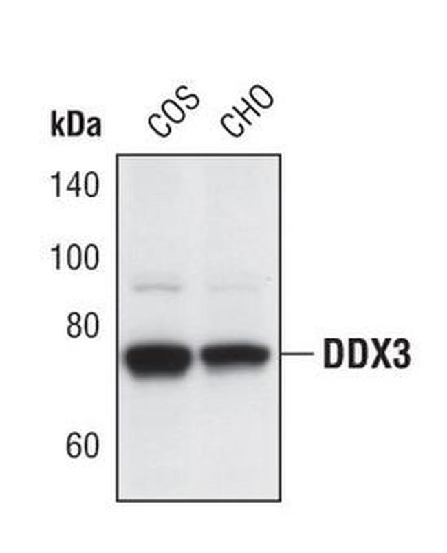 DDX3 Antibody in Western Blot (WB)