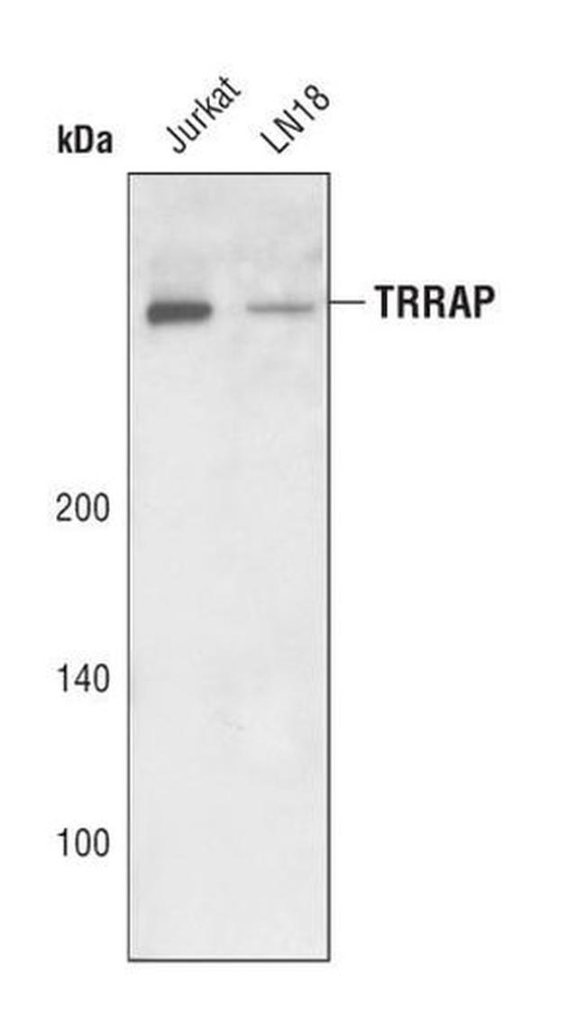 TRRAP Antibody in Western Blot (WB)