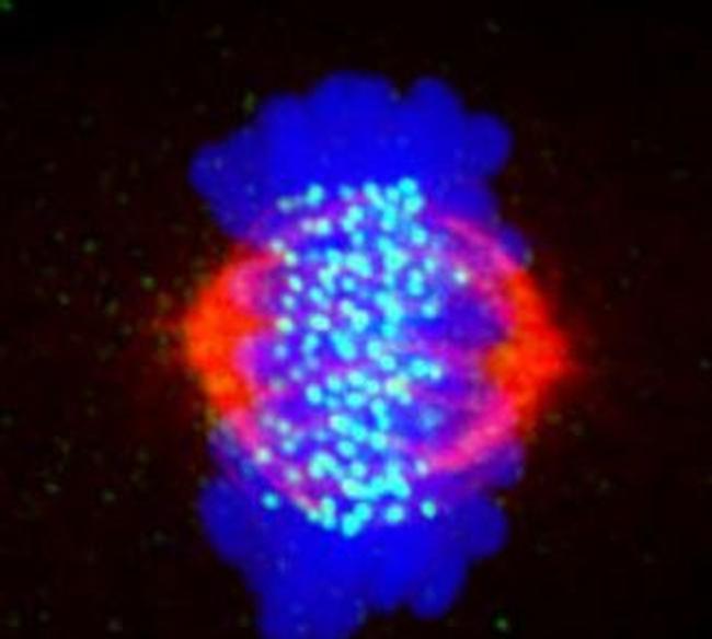 Phospho-CENPA (Ser7) Antibody in Immunocytochemistry (ICC/IF)