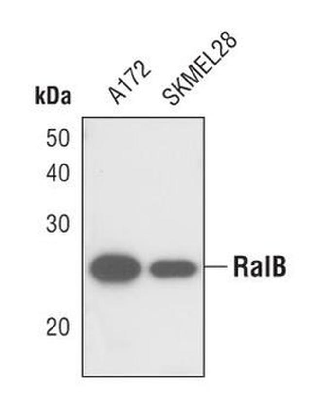 RALB Antibody in Western Blot (WB)