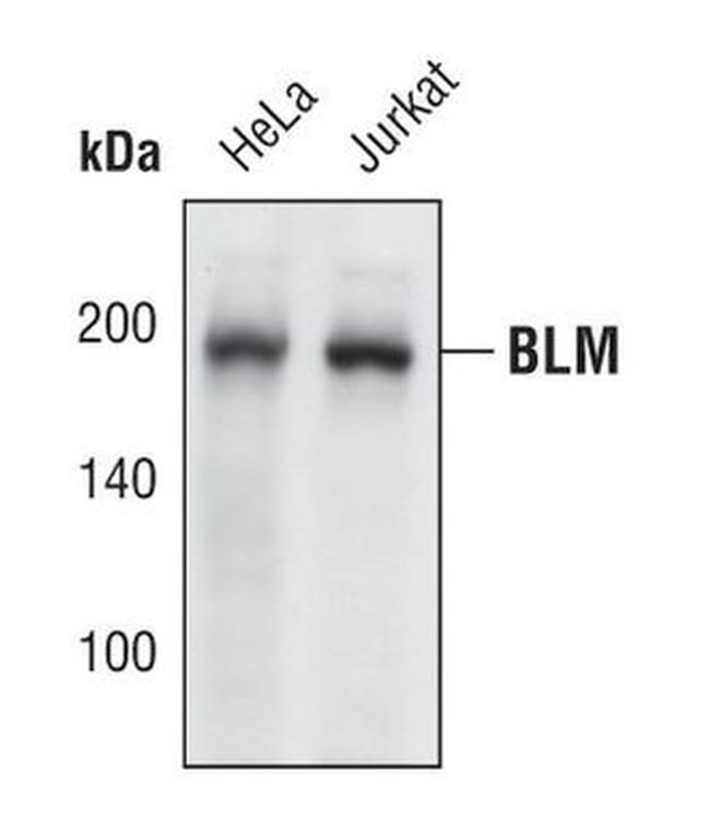 Blooms Syndrome Antibody in Western Blot (WB)