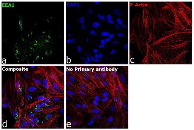 EEA1 Antibody in Immunocytochemistry (ICC/IF)