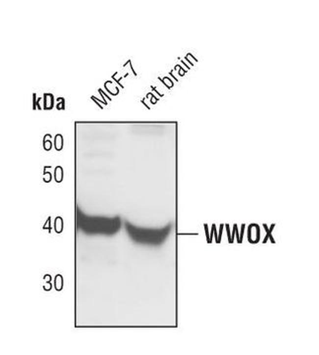 WWOX Antibody in Western Blot (WB)