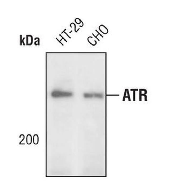 ATR Antibody in Western Blot (WB)