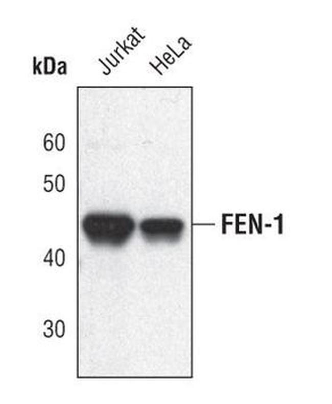 FEN1 Antibody in Western Blot (WB)