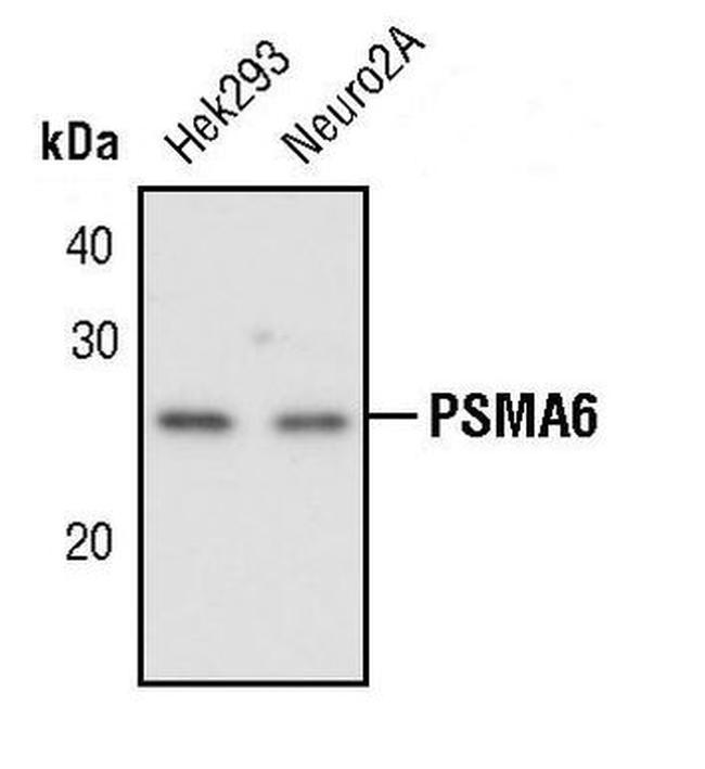 PSMA6 Antibody in Western Blot (WB)