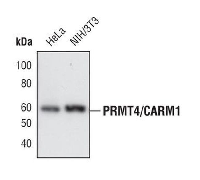 PRMT4 Antibody in Western Blot (WB)