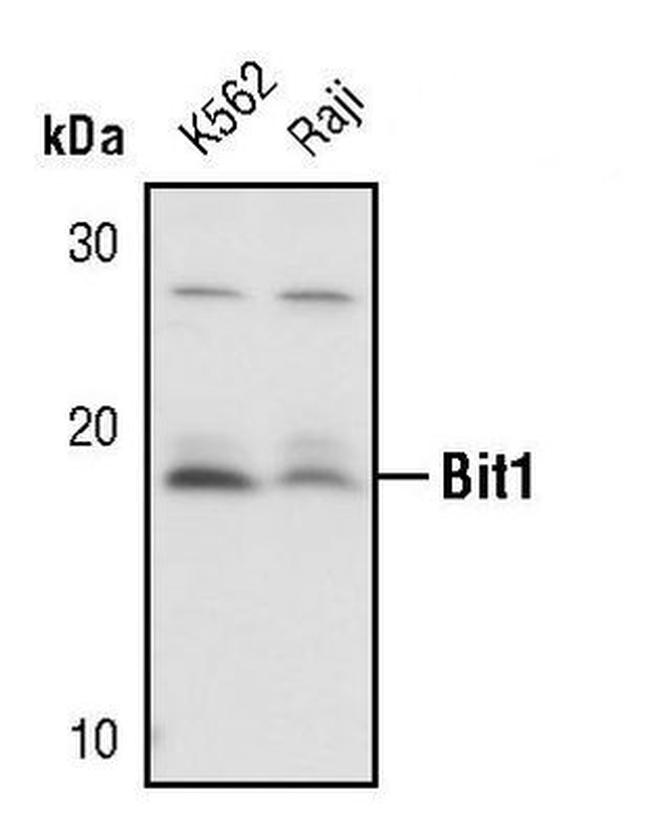 Bit1 Antibody in Western Blot (WB)