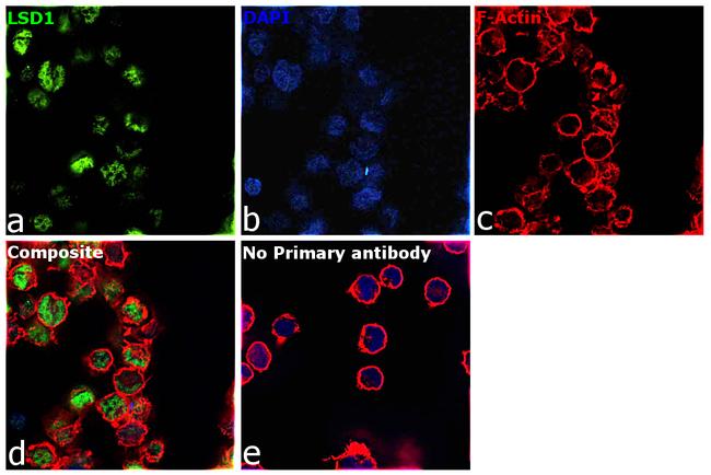 LSD1 Antibody in Immunocytochemistry (ICC/IF)