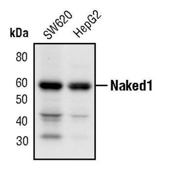 Naked1 Antibody in Western Blot (WB)