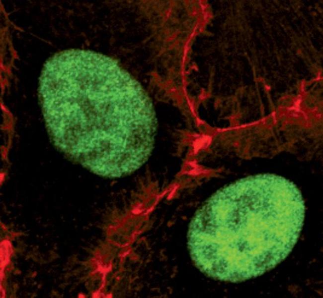 Phospho-SIRT1 (Ser47) Antibody in Immunocytochemistry (ICC/IF)