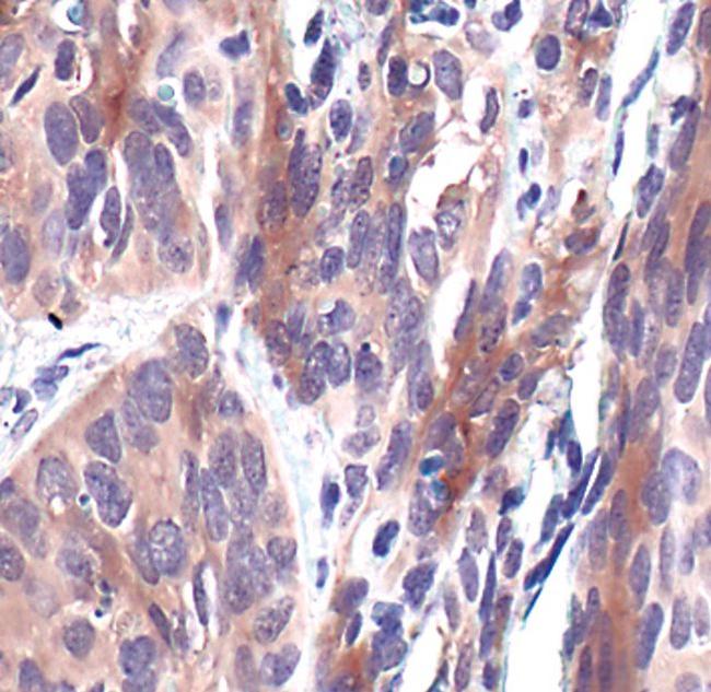 14-3-3 theta Antibody in Immunohistochemistry (Paraffin) (IHC (P))