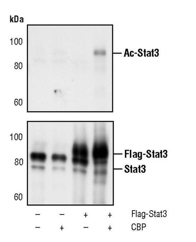 Acetyl-STAT3 (Lys685) Antibody in Western Blot (WB)