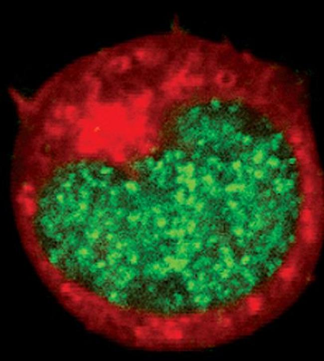 RUNX1 Antibody in Immunocytochemistry (ICC/IF)