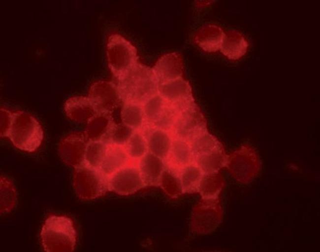 c-Cbl Antibody in Immunocytochemistry (ICC/IF)