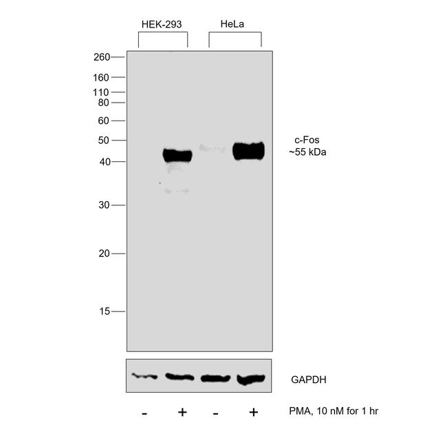 c-Fos Antibody in Western Blot (WB)