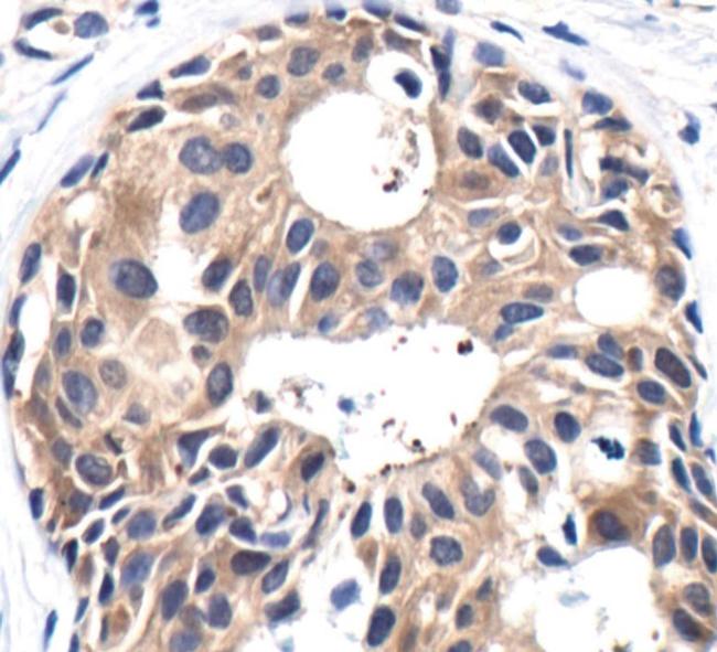 PP2A alpha Antibody in Immunohistochemistry (Paraffin) (IHC (P))