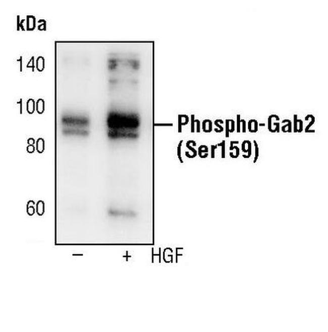 Phospho-GAB2 (Ser159) Antibody in Western Blot (WB)