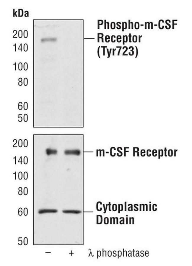 CSF1R Antibody in Western Blot (WB)