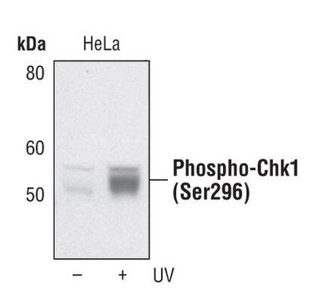 Phospho-CHK1 (Ser296) Antibody in Western Blot (WB)