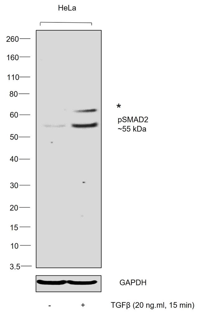 Phospho-SMAD2 (Ser245, Ser250, Ser255) Antibody in Western Blot (WB)