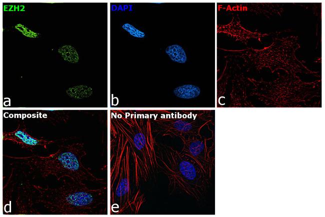 EZH2 Antibody in Immunocytochemistry (ICC/IF)