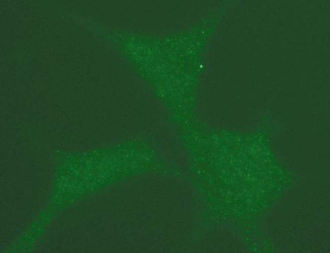 Phospho-NPM1 (Thr199) Antibody in Immunocytochemistry (ICC/IF)