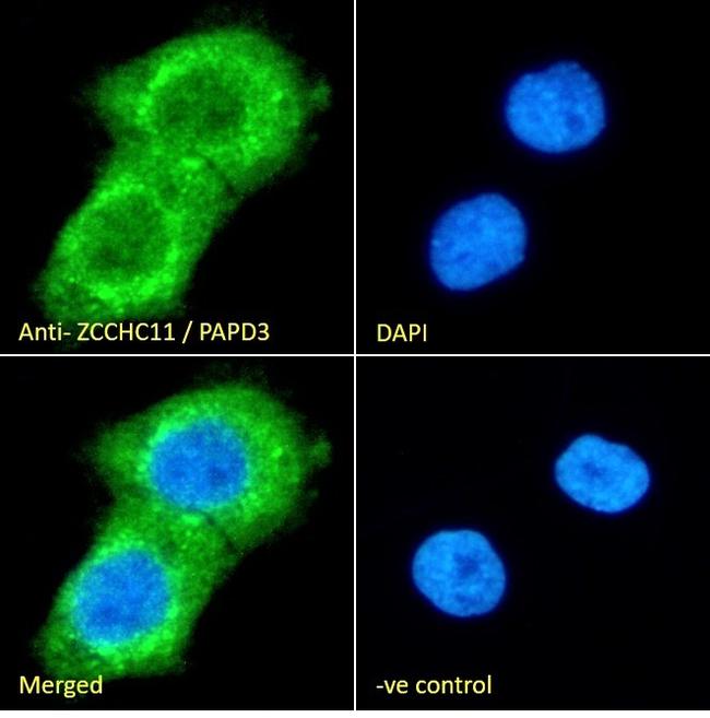 ZCCHC11 Antibody in Immunocytochemistry (ICC/IF)