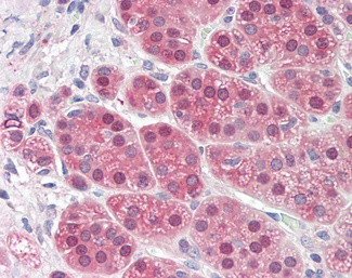 MTR Antibody in Immunohistochemistry (Paraffin) (IHC (P))