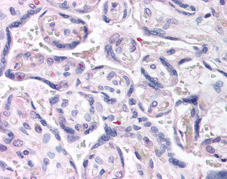 DUSP16 Antibody in Immunohistochemistry (Paraffin) (IHC (P))