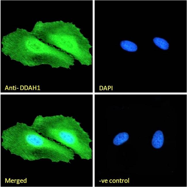 DDAH1 Antibody in Immunocytochemistry (ICC/IF)