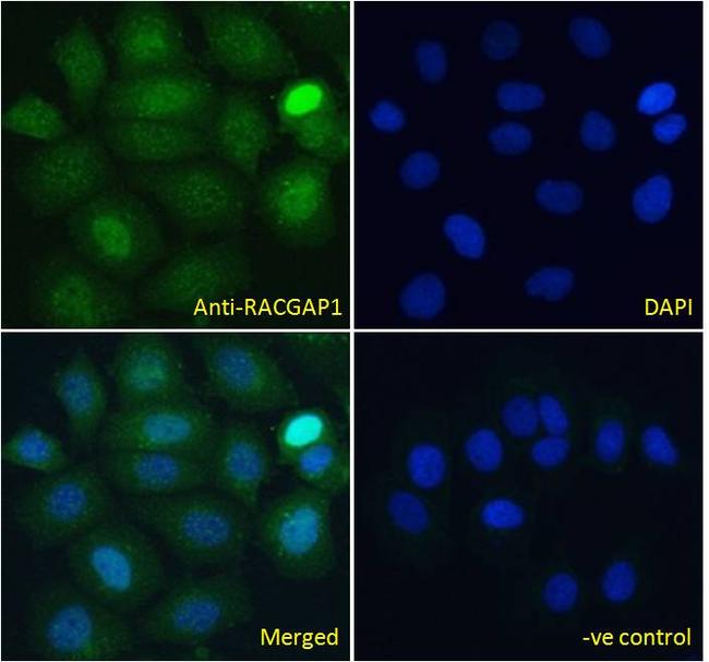 RACGAP1 Antibody in Immunocytochemistry (ICC/IF)