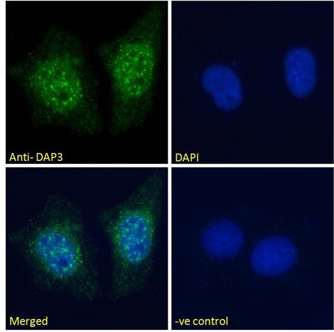 DAP3 Antibody in Immunocytochemistry (ICC/IF)