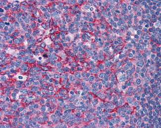 Flotillin 2 Antibody in Immunohistochemistry (Paraffin) (IHC (P))