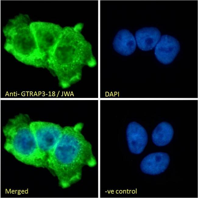 JWA Antibody in Immunocytochemistry (ICC/IF)