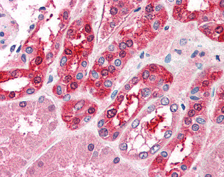 MID2 Antibody in Immunohistochemistry (Paraffin) (IHC (P))