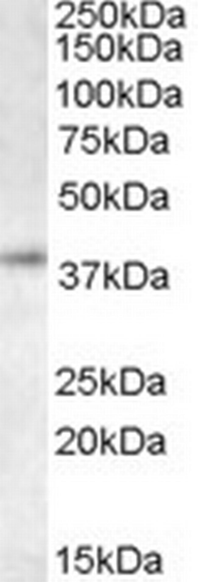 RNF2 Antibody in Western Blot (WB)