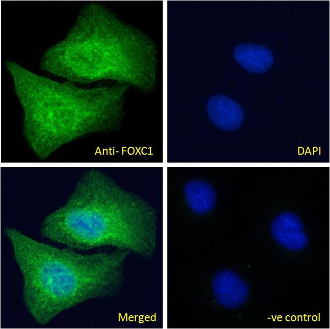 FOXC1 Antibody in Immunocytochemistry (ICC/IF)