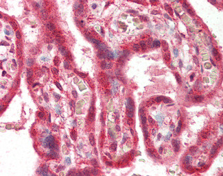 FAPP2 Antibody in Immunohistochemistry (Paraffin) (IHC (P))